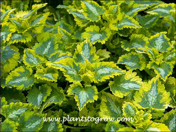 Properly grown this Lamium has fantastic foliage color.
